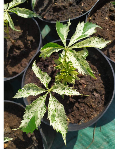 Виноград дівочий п`ятилисточковий Стар Шоуерс | Parthenocissus quinquefolia Star Showers | Виноград девичий пятилистный Стар Шоуерс