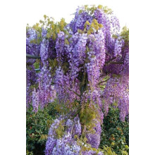 Вістерія / Гліцинія китайська Проліфік | Wisteria sinensis Prolific | Вистерия / Глициния китайская Пролифик