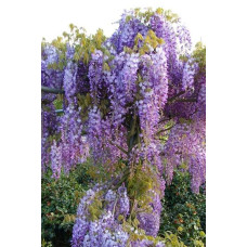Вістерія / Гліцинія китайська Проліфік | Wisteria sinensis Prolific | Вистерия / Глициния китайская Пролифик