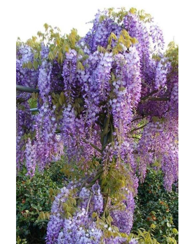 Вістерія / Гліцинія китайська Проліфік | Wisteria sinensis Prolific | Вистерия / Глициния китайская Пролифик