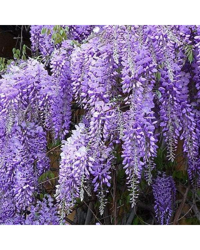 Вістерія / Гліцинія китайська Проліфік | Wisteria sinensis Prolific | Вистерия / Глициния китайская Пролифик