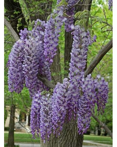 Вістерія / Гліцинія китайська Проліфік | Wisteria sinensis Prolific | Вистерия / Глициния китайская Пролифик