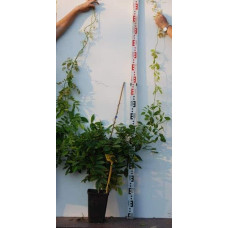 Вістерія / Гліцинія китайська Проліфік | Wisteria sinensis Prolific | Вистерия / Глициния китайская Пролифик