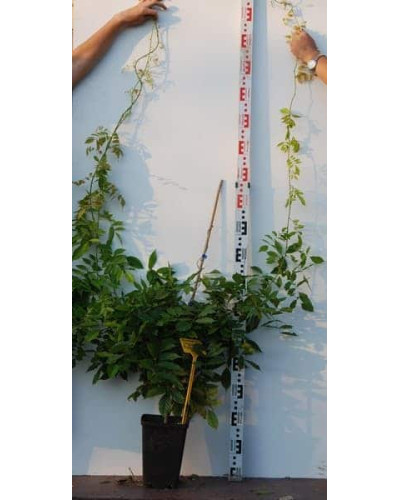 Вістерія / Гліцинія китайська Проліфік | Wisteria sinensis Prolific | Вистерия / Глициния китайская Пролифик