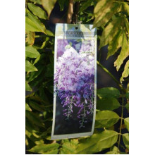 Вістерія / Гліцинія китайська Проліфік | Wisteria sinensis Prolific | Вистерия / Глициния китайская Пролифик
