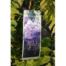 Вістерія / Гліцинія китайська Проліфік | Wisteria sinensis Prolific | Вистерия / Глициния китайская Пролифик