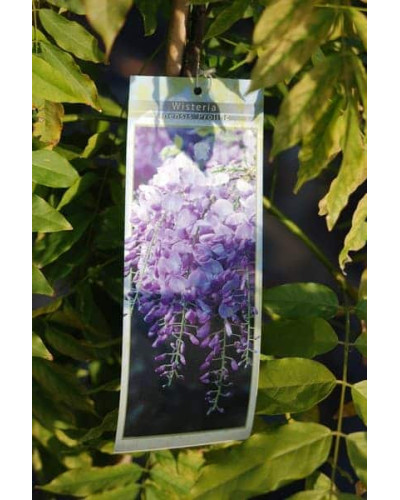 Вістерія / Гліцинія китайська Проліфік | Wisteria sinensis Prolific | Вистерия / Глициния китайская Пролифик