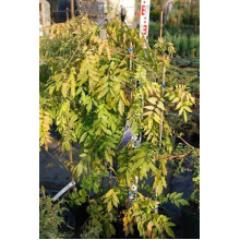 Вістерія / Гліцинія китайська Проліфік | Wisteria sinensis Prolific | Вистерия / Глициния китайская Пролифик