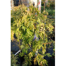 Вістерія / Гліцинія китайська Проліфік | Wisteria sinensis Prolific | Вистерия / Глициния китайская Пролифик