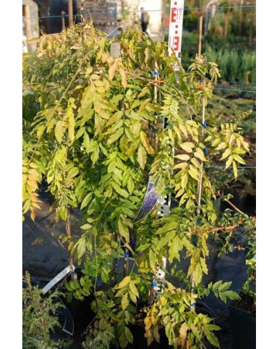 Вістерія / Гліцинія китайська Проліфік | Wisteria sinensis Prolific | Вистерия / Глициния китайская Пролифик