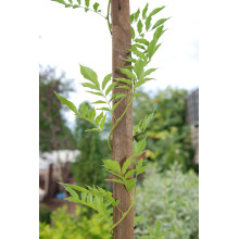 Вістерія / Гліцинія китайська Проліфік | Wisteria sinensis Prolific | Вистерия / Глициния китайская Пролифик