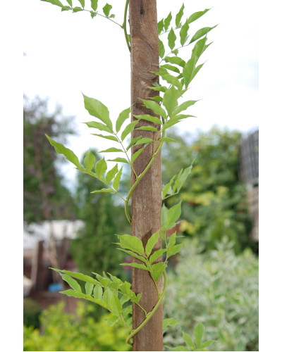 Вістерія / Гліцинія китайська Проліфік | Wisteria sinensis Prolific | Вистерия / Глициния китайская Пролифик