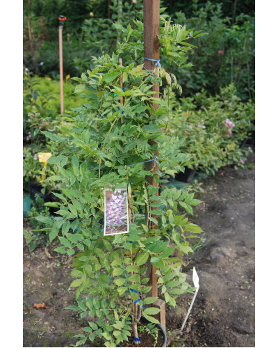 Вістерія / Гліцинія китайська Проліфік | Wisteria sinensis Prolific | Вистерия / Глициния китайская Пролифик