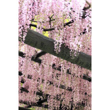 Гліцинія / Вістерія рясноквітуча Розеа/Хонбені/Пінк Айс|Wisteria floribunda Rosea/Honbeni/Pink Ice|Глициния / Вистерия обильноцветущая Розеа/Хонбени/Пинк Айс