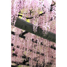 Гліцинія / Вістерія рясноквітуча Розеа/Хонбені/Пінк Айс|Wisteria floribunda Rosea/Honbeni/Pink Ice|Глициния / Вистерия обильноцветущая Розеа/Хонбени/Пинк Айс