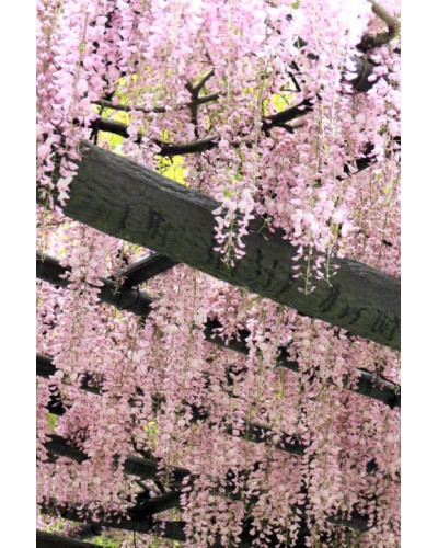 Гліцинія / Вістерія рясноквітуча Розеа/Хонбені/Пінк Айс|Wisteria floribunda Rosea/Honbeni/Pink Ice|Глициния / Вистерия обильноцветущая Розеа/Хонбени/Пинк Айс