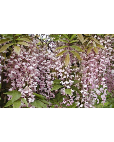 Гліцинія / Вістерія рясноквітуча Розеа/Хонбені/Пінк Айс|Wisteria floribunda Rosea/Honbeni/Pink Ice|Глициния / Вистерия обильноцветущая Розеа/Хонбени/Пинк Айс
