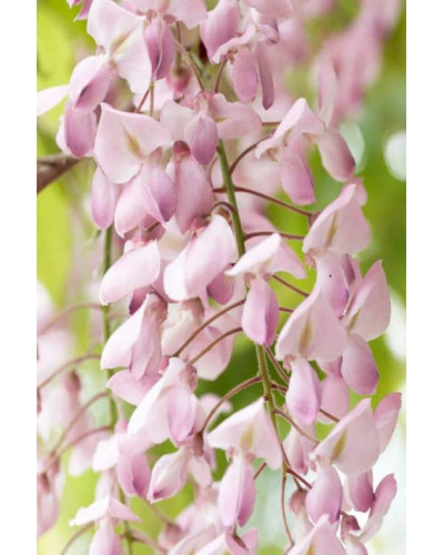 Гліцинія / Вістерія рясноквітуча Розеа/Хонбені/Пінк Айс|Wisteria floribunda Rosea/Honbeni/Pink Ice|Глициния / Вистерия обильноцветущая Розеа/Хонбени/Пинк Айс
