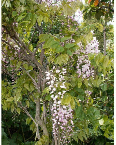 Гліцинія / Вістерія рясноквітуча Розеа/Хонбені/Пінк Айс|Wisteria floribunda Rosea/Honbeni/Pink Ice|Глициния / Вистерия обильноцветущая Розеа/Хонбени/Пинк Айс