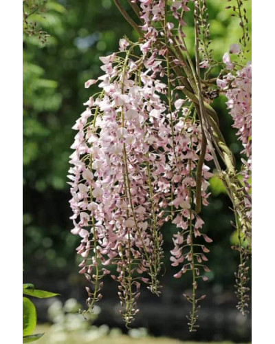 Гліцинія / Вістерія рясноквітуча Розеа/Хонбені/Пінк Айс|Wisteria floribunda Rosea/Honbeni/Pink Ice|Глициния / Вистерия обильноцветущая Розеа/Хонбени/Пинк Айс