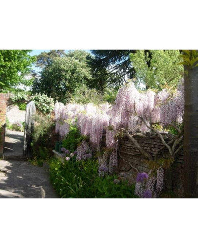 Гліцинія / Вістерія рясноквітуча Розеа/Хонбені/Пінк Айс|Wisteria floribunda Rosea/Honbeni/Pink Ice|Глициния / Вистерия обильноцветущая Розеа/Хонбени/Пинк Айс