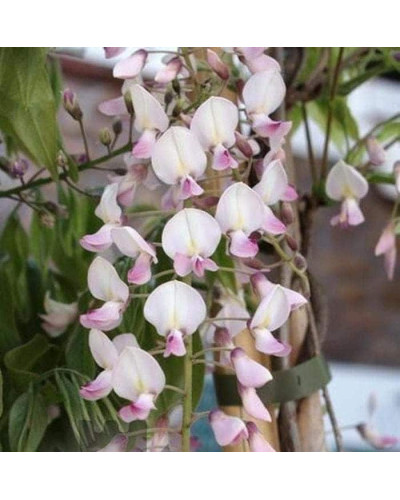 Гліцинія / Вістерія рясноквітуча Розеа/Хонбені/Пінк Айс|Wisteria floribunda Rosea/Honbeni/Pink Ice|Глициния / Вистерия обильноцветущая Розеа/Хонбени/Пинк Айс