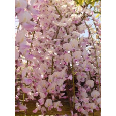 Гліцинія / Вістерія рясноквітуча Розеа/Хонбені/Пінк Айс|Wisteria floribunda Rosea/Honbeni/Pink Ice|Глициния / Вистерия обильноцветущая Розеа/Хонбени/Пинк Айс