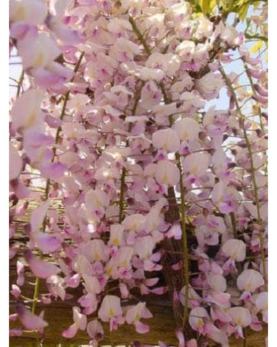 Гліцинія / Вістерія рясноквітуча Розеа/Хонбені/Пінк Айс|Wisteria floribunda Rosea/Honbeni/Pink Ice|Глициния / Вистерия обильноцветущая Розеа/Хонбени/Пинк Айс