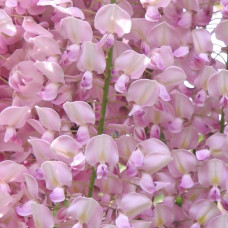 Гліцинія / Вістерія рясноквітуча Розеа/Хонбені/Пінк Айс|Wisteria floribunda Rosea/Honbeni/Pink Ice|Глициния / Вистерия обильноцветущая Розеа/Хонбени/Пинк Айс