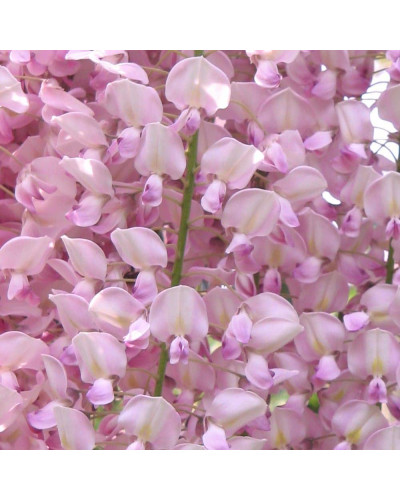 Гліцинія / Вістерія рясноквітуча Розеа/Хонбені/Пінк Айс|Wisteria floribunda Rosea/Honbeni/Pink Ice|Глициния / Вистерия обильноцветущая Розеа/Хонбени/Пинк Айс
