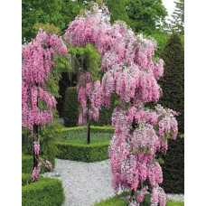 Гліцинія / Вістерія рясноквітуча Розеа/Хонбені/Пінк Айс|Wisteria floribunda Rosea/Honbeni/Pink Ice|Глициния / Вистерия обильноцветущая Розеа/Хонбени/Пинк Айс