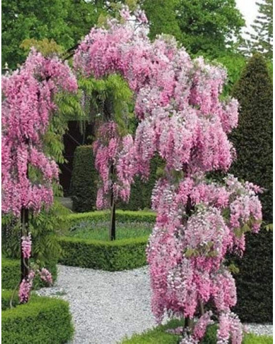 Гліцинія / Вістерія рясноквітуча Розеа/Хонбені/Пінк Айс|Wisteria floribunda Rosea/Honbeni/Pink Ice|Глициния / Вистерия обильноцветущая Розеа/Хонбени/Пинк Айс