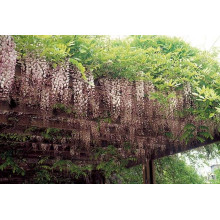Гліцинія / Вістерія рясноквітуча Розеа/Хонбені/Пінк Айс|Wisteria floribunda Rosea/Honbeni/Pink Ice|Глициния / Вистерия обильноцветущая Розеа/Хонбени/Пинк Айс
