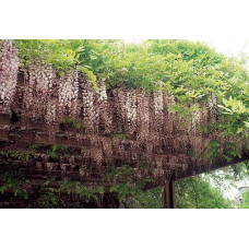 Гліцинія / Вістерія рясноквітуча Розеа/Хонбені/Пінк Айс|Wisteria floribunda Rosea/Honbeni/Pink Ice|Глициния / Вистерия обильноцветущая Розеа/Хонбени/Пинк Айс