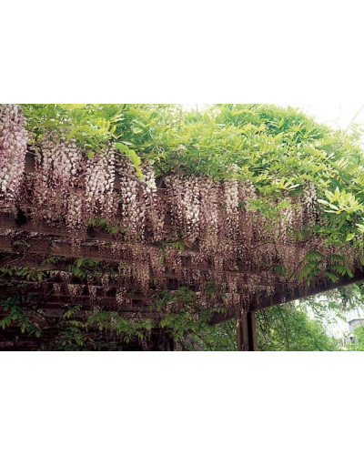 Гліцинія / Вістерія рясноквітуча Розеа/Хонбені/Пінк Айс|Wisteria floribunda Rosea/Honbeni/Pink Ice|Глициния / Вистерия обильноцветущая Розеа/Хонбени/Пинк Айс