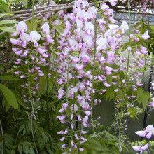 Гліцинія / Вістерія рясноквітуча Розеа/Хонбені/Пінк Айс|Wisteria floribunda Rosea/Honbeni/Pink Ice|Глициния / Вистерия обильноцветущая Розеа/Хонбени/Пинк Айс
