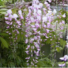 Гліцинія / Вістерія рясноквітуча Розеа/Хонбені/Пінк Айс|Wisteria floribunda Rosea/Honbeni/Pink Ice|Глициния / Вистерия обильноцветущая Розеа/Хонбени/Пинк Айс