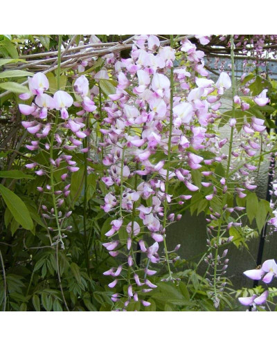 Гліцинія / Вістерія рясноквітуча Розеа/Хонбені/Пінк Айс|Wisteria floribunda Rosea/Honbeni/Pink Ice|Глициния / Вистерия обильноцветущая Розеа/Хонбени/Пинк Айс