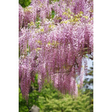 Гліцинія / Вістерія рясноквітуча Розеа/Хонбені/Пінк Айс|Wisteria floribunda Rosea/Honbeni/Pink Ice|Глициния / Вистерия обильноцветущая Розеа/Хонбени/Пинк Айс