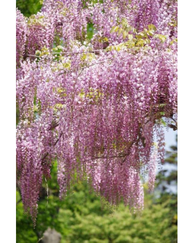 Гліцинія / Вістерія рясноквітуча Розеа/Хонбені/Пінк Айс|Wisteria floribunda Rosea/Honbeni/Pink Ice|Глициния / Вистерия обильноцветущая Розеа/Хонбени/Пинк Айс