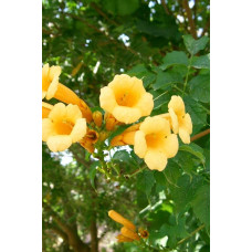 Кампсис укорінливий Флава | Campsis radicans Flava | Кампсис укореняющийся Флава