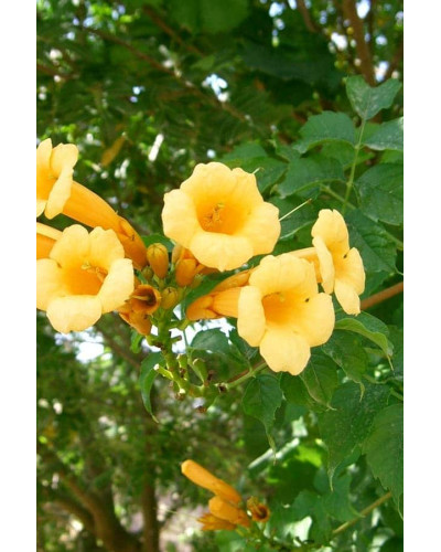 Кампсис укорінливий Флава | Campsis radicans Flava | Кампсис укореняющийся Флава