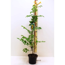 Кампсис укорінливий Флава | Campsis radicans Flava | Кампсис укореняющийся Флава