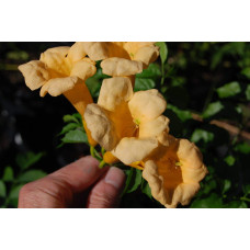 Кампсис укорінливий Флава | Campsis radicans Flava | Кампсис укореняющийся Флава