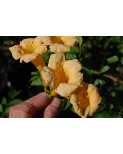 Кампсис укорінливий Флава | Campsis radicans Flava | Кампсис укореняющийся Флава
