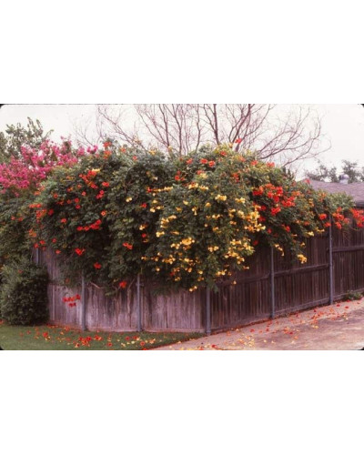 Кампсис укорінливий Флава | Campsis radicans Flava | Кампсис укореняющийся Флава