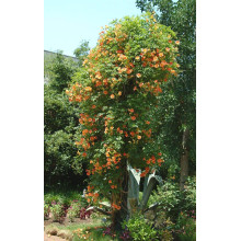 Кампсис укорінливий Флава | Campsis radicans Flava | Кампсис укореняющийся Флава