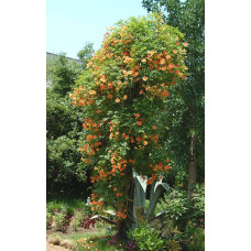 Кампсис укорінливий Флава | Campsis radicans Flava | Кампсис укореняющийся Флава