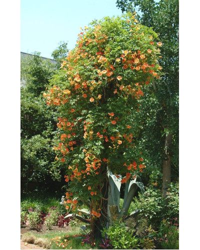 Кампсис укорінливий Флава | Campsis radicans Flava | Кампсис укореняющийся Флава