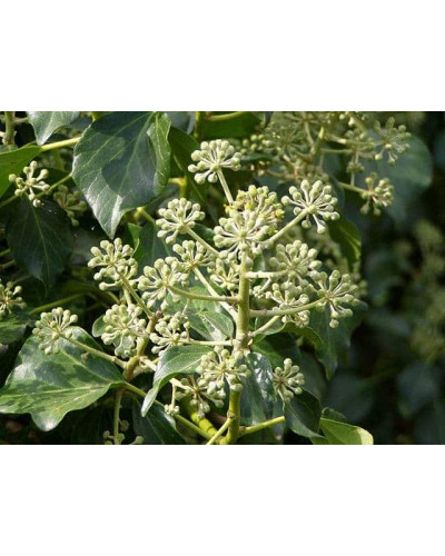 Плющ ірландський | Плющ ирландский | Hedera hibernica